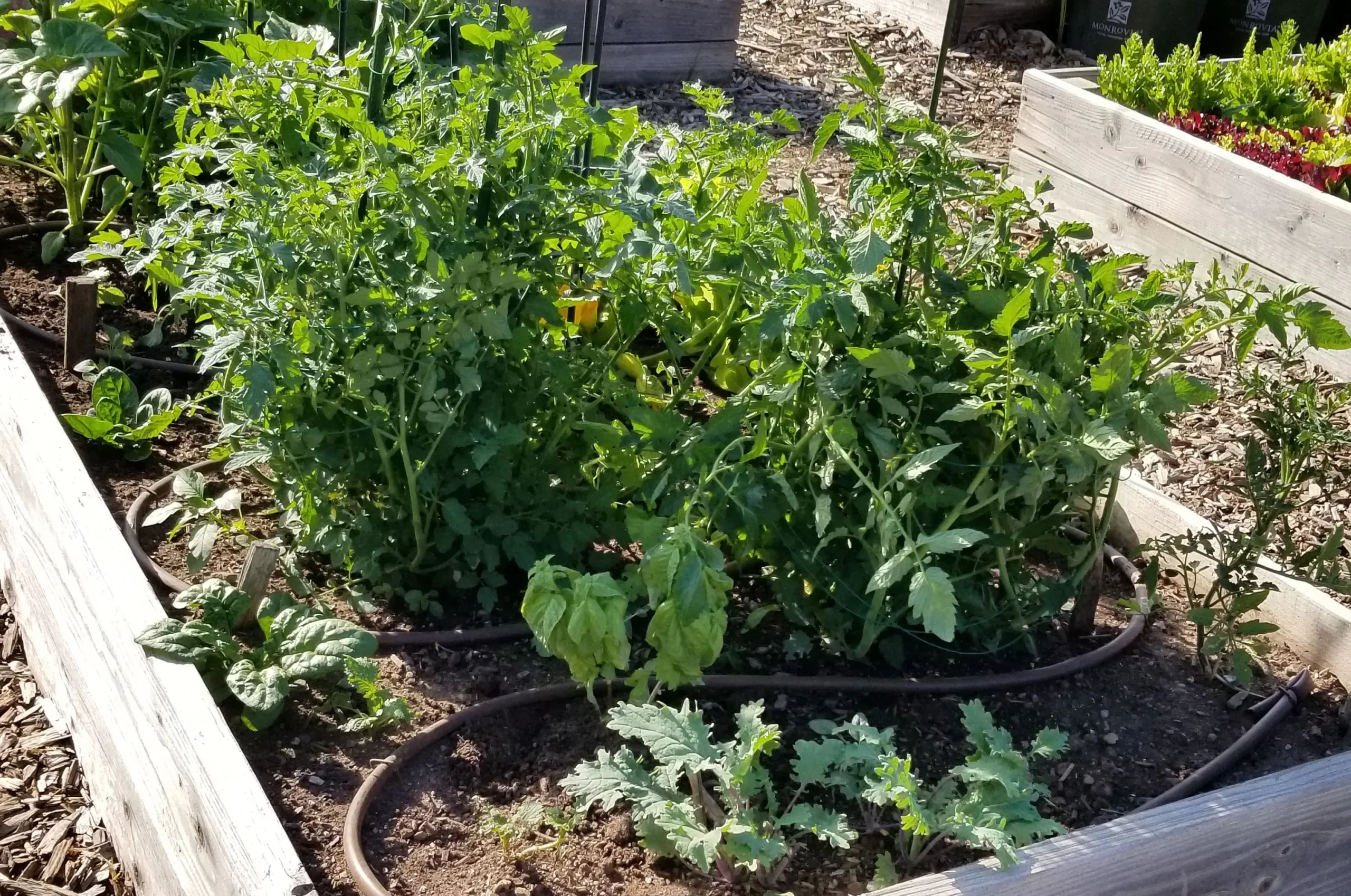 Drought-affected landscape in Vail Valley emphasizing water conservation needs