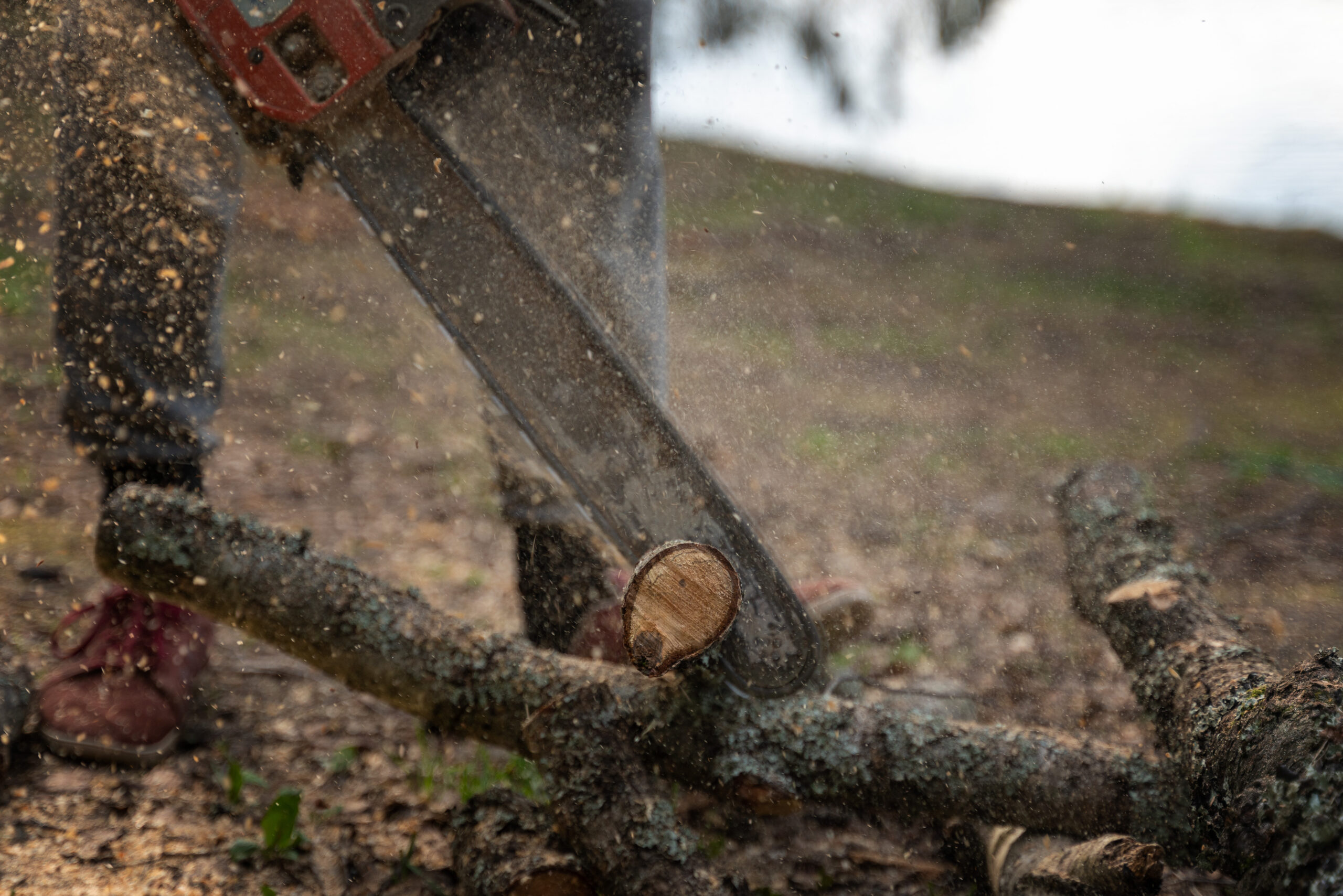 A man sawing wooden logs with a chainsaw in the forest with flyi A man sawing wooden logs with a chainsaw in the forest with flying shavings,