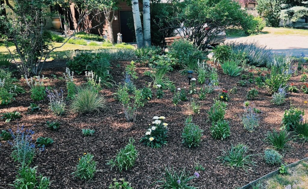 Custom landscape installation in Colorado.